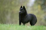 SCHIPPERKE 834